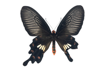 Collection of butterflies in Thailand for study in the biology laboratory.