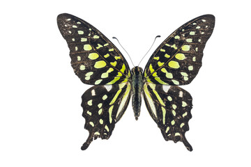 Collection of butterflies in Thailand for study in the biology laboratory.