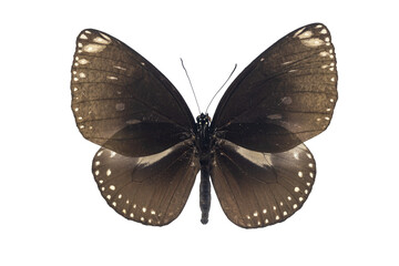 Collection of butterflies in Thailand for study in the biology laboratory.