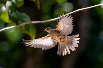 Beautiful bird in Asian, It is a kind of bird found in Thailand.