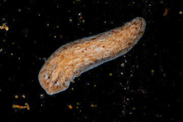 Planarian parasite (flatworm) under microscope view.