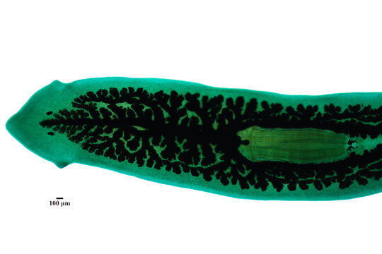 Planarian parasite (flatworm) under microscope view.