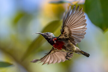 Beautiful bird in Asian, It is a kind of bird found in Thailand.
