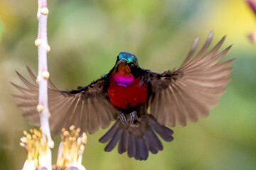 Beautiful bird in Asian, It is a kind of bird found in Thailand.
