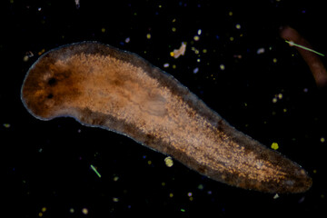 Planarian parasite (flatworm) under microscope view.