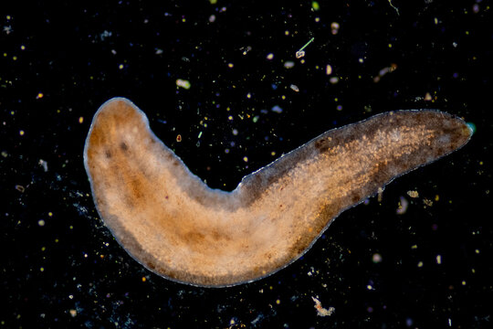 Planarian parasite (flatworm) under microscope view.