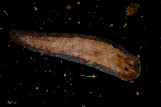 Planarian parasite (flatworm) under microscope view.