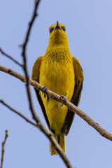 Beautiful bird in Asian, It is a kind of bird found in Thailand.