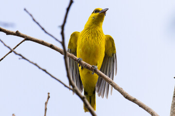 Beautiful bird in Asian, It is a kind of bird found in Thailand.