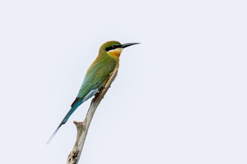Beautiful bird in Asian, It is a kind of bird found in Thailand.