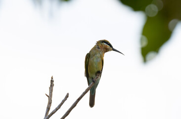 Beautiful bird in Asian, It is a kind of bird found in Thailand.