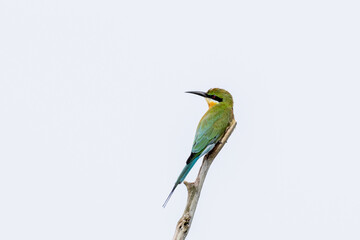 Beautiful bird in Asian, It is a kind of bird found in Thailand.
