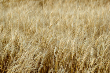Yellow wheat ears are on the grain farm field in summer.