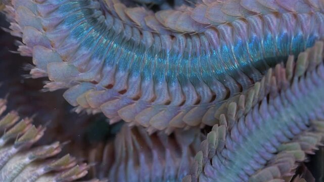 Worm Polychaeta Nereis virens (Alitta virens) from family Nereididae close-up. Many beautiful worms squirm. White Sea
