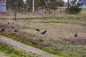 A flock of black ravens in the field on a sunny day