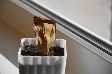 a dried flower leaf in a pot. a dry houseplant in a white pot. seedlings on the window. background for the design.