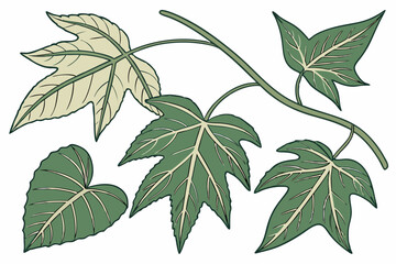 Collection of Realistic Green Leaves Vector Illustration