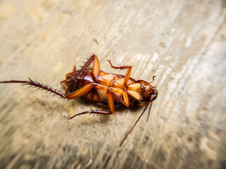 Selective focus of a dead house cockroach in a supine position
