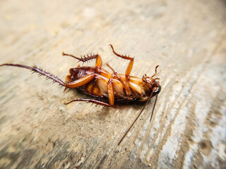 Selective focus of a dead house cockroach in a supine position