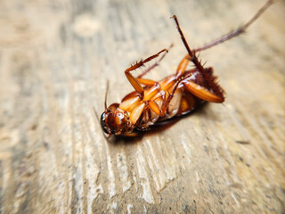 Selective focus of a dead house cockroach in a supine position