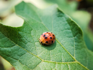 Ladybug on a green leaf, macro shot, shallow dof