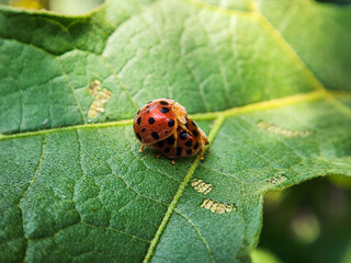 Ladybug on a green leaf, macro shot, shallow dof
