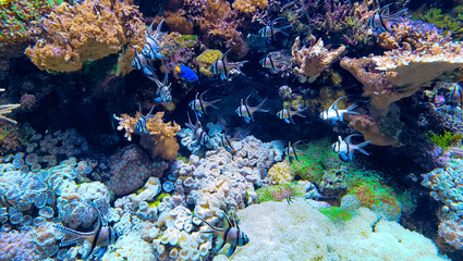 coral reef with fish