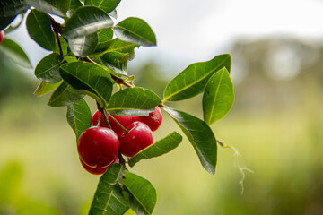 Ripe Cherry Hanging on Tree Branch with Lush Green Leaves