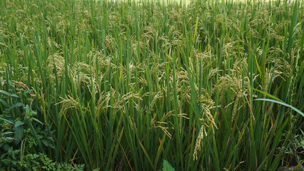 Green Terraced Rice Field in Tegal Indonesia