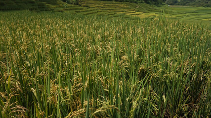 Green Terraced Rice Field in Tegal Indonesia