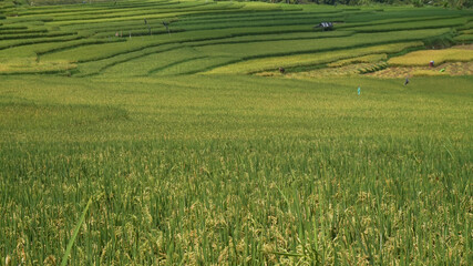 Green Terraced Rice Field in Tegal Indonesia