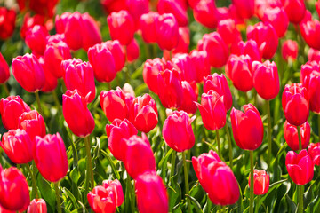 Fototapeta premium Beautiful tulips are in full bloom