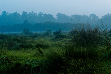 Misty Dawn Overgrown Landscape
