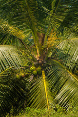 Fototapeta premium coconut tree outdoors background stock image