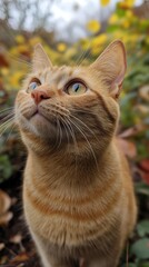 Fototapeta premium A curious orange cat gazes upward among vibrant flowers, capturing the beauty of nature and feline charm in a serene moment.