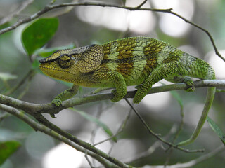 Grünes Chamäleon klettert geschickt über einen Ast auf Madagaskar