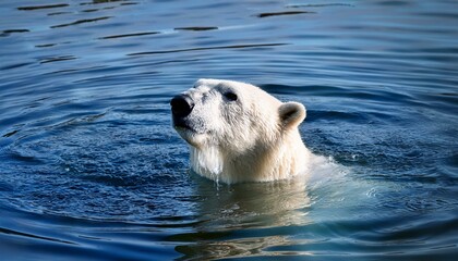Fototapeta premium A polar bear sticking out its head out of water, sea