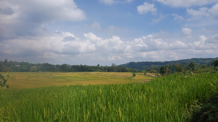 Obraz premium Green Terraced Rice Field in Tegal Indonesia