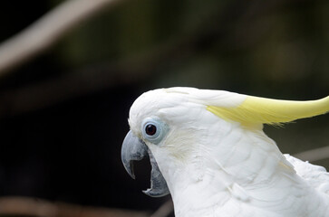 アオメキバタン