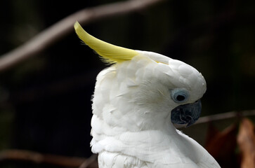 アオメキバタン