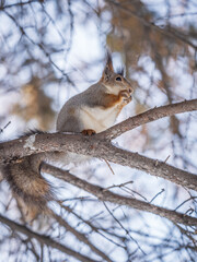 Obraz premium The squirrel with nut sits on tree in the winter or late autumn