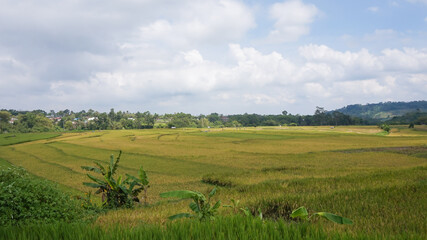 Fototapeta premium Green Terraced Rice Field in Tegal Indonesia