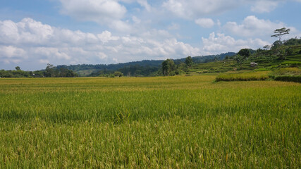 Green Terraced Rice Field in Tegal Indonesia