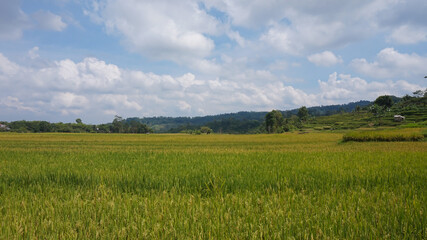 Fototapeta premium Green Terraced Rice Field in Tegal Indonesia
