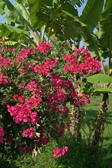 Bougainville flower close up with green trees background