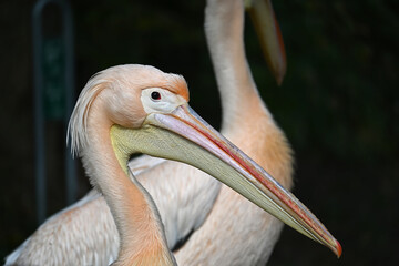Majestic Pelican Close-Up Portrait in Natural Habitat