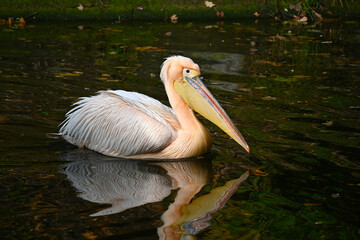 Graceful Pelican Gliding on Calm Water in a Serene Natural Setting