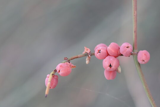 berries of ephedra fragilis (joint pine) 