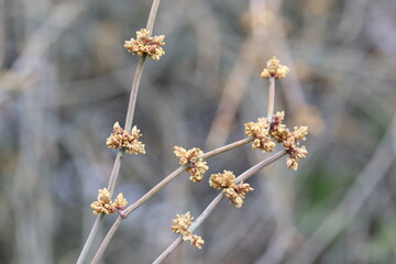 flowers of ephedra fragilis (joint pine)