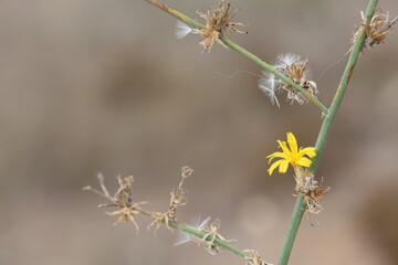 Chondrilla juncea is a species of flowering plant in the family Asteraceae